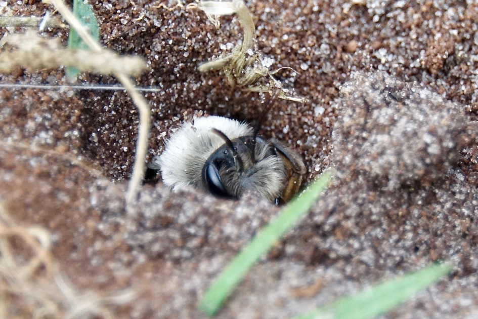 Grijze Zandbij bewaakt haar nest. - Geleedpotigen - Grijze Zandbij