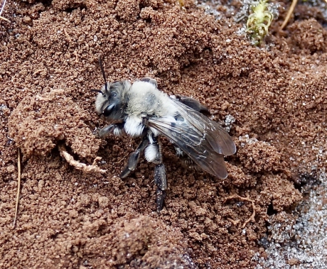 Grijze Zandbij graaft haar nest.