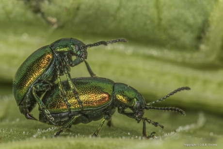 Groen zuringhaantje (Gastrophysa viridula)ijn er weer als de kippen bij