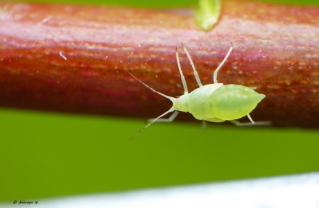 Groene bladluis