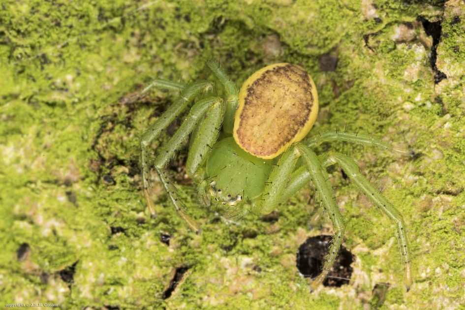 Groene krabspin (Diaea dorsata) - Geleedpotigen - Groene krabspin