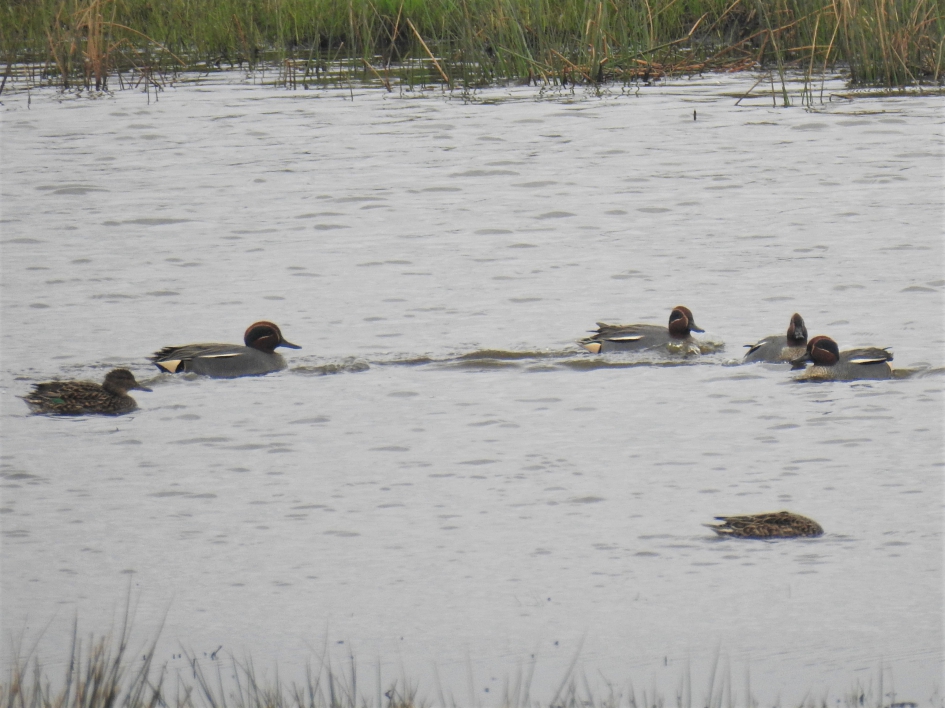 Groepje wintertalingen - Vogels - Wintertaling