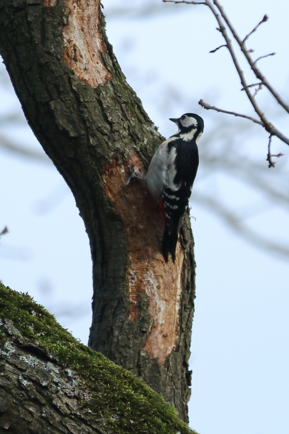 grote bonte specht -v- - Vogels - 