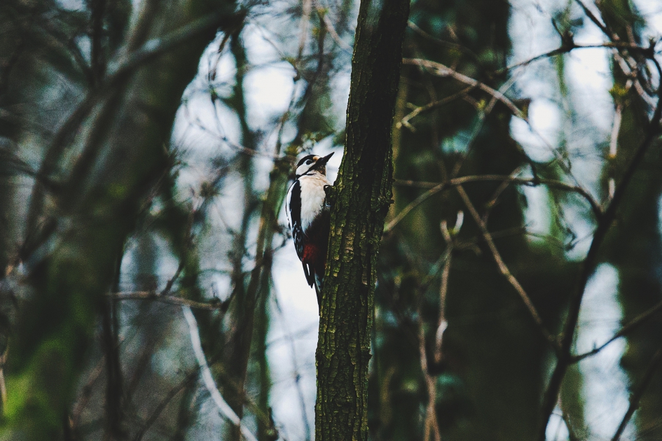 Grote Bonte Specht - Vogels - Grote Bonte Specht