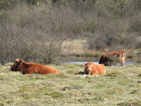 Grote grazers in het Junner koeland