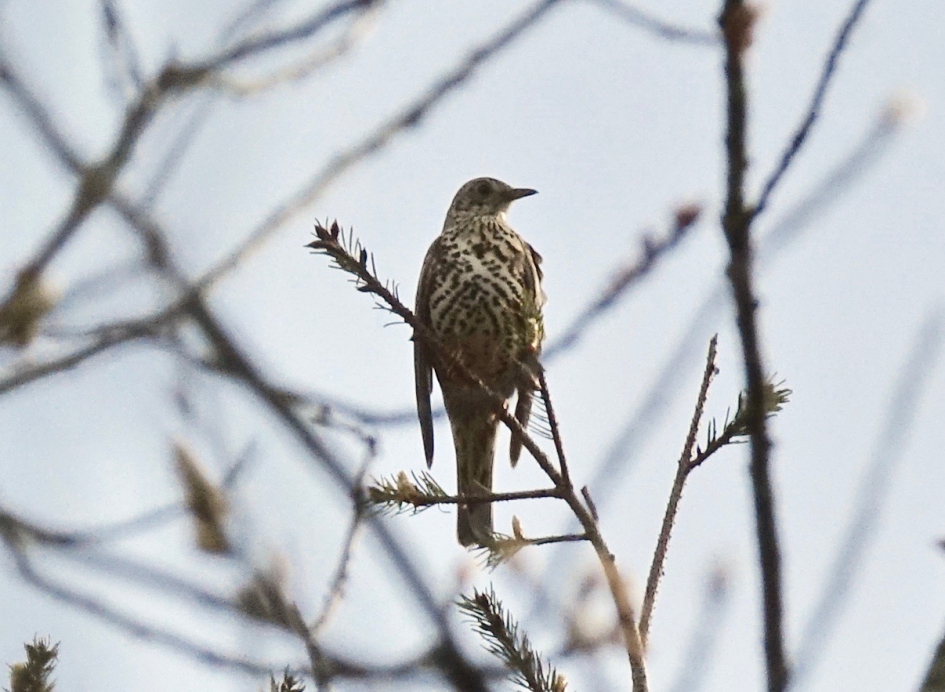 Grote Lijster - Vogels - Grote Lijster