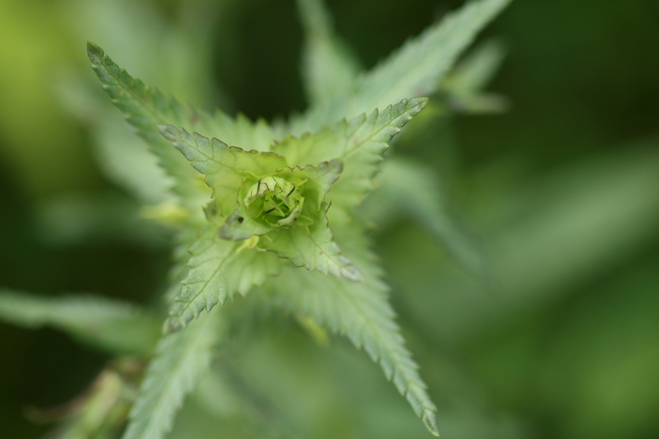 grote ratelaar - Planten - 