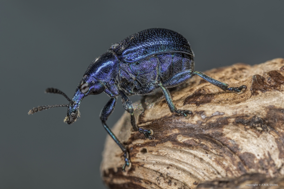 Grote sigarenmaker - Geleedpotigen - Grote sigarenmaker