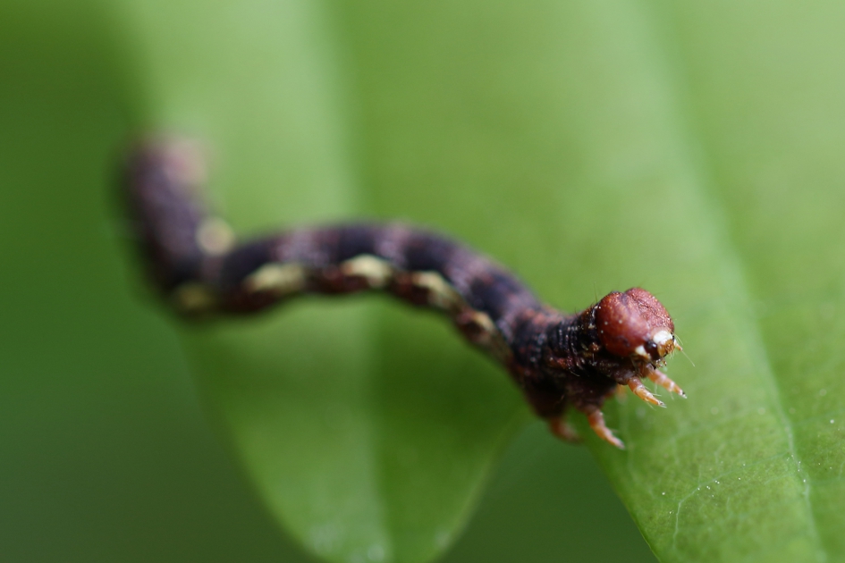 grote wintervlinder - Geleedpotigen - 