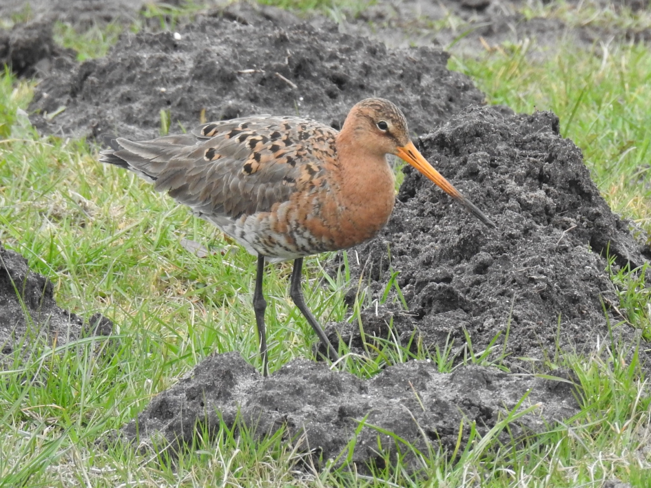 Grutto - Vogels - Grutto
