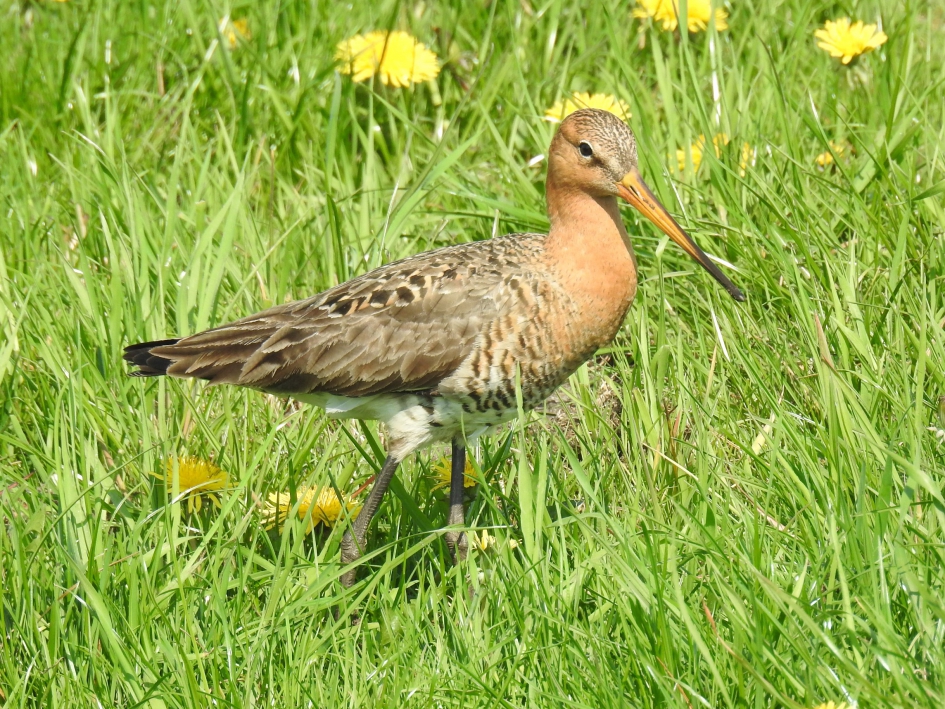Grutto - Vogels - Grutto
