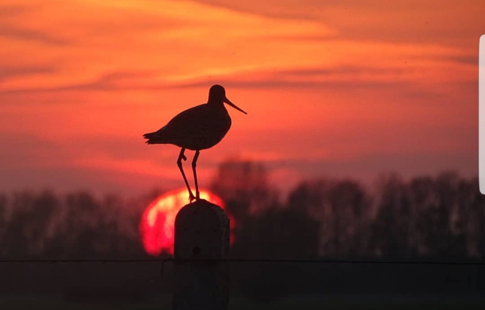 Grutto met zonsondergang - Vogels - Grutto