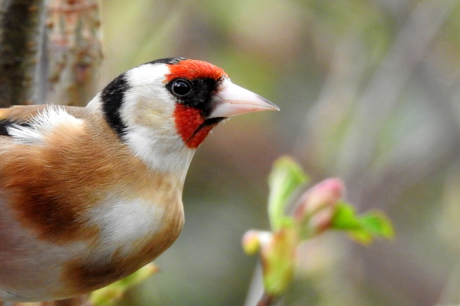 Hallo - Vogels - Putter/ Distelvink