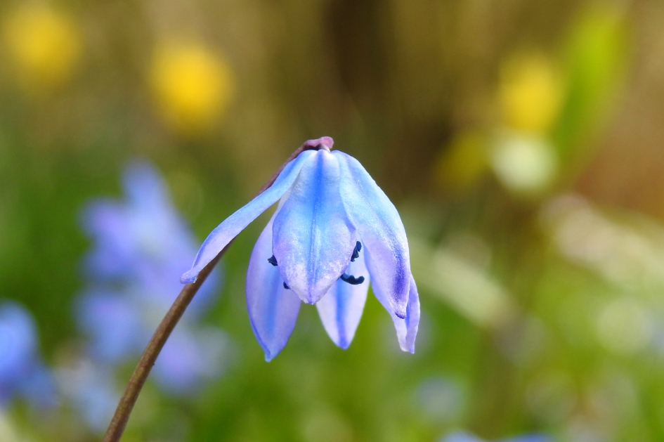 Hangend sterretje - Planten - Sterhyacint