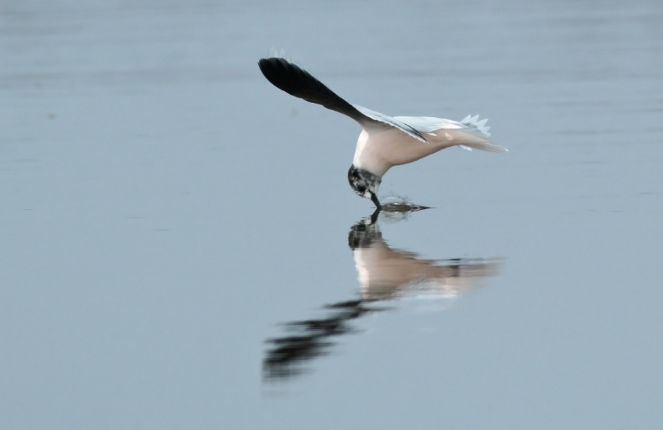 Hebbes! - Vogels - Dwergmeeuw