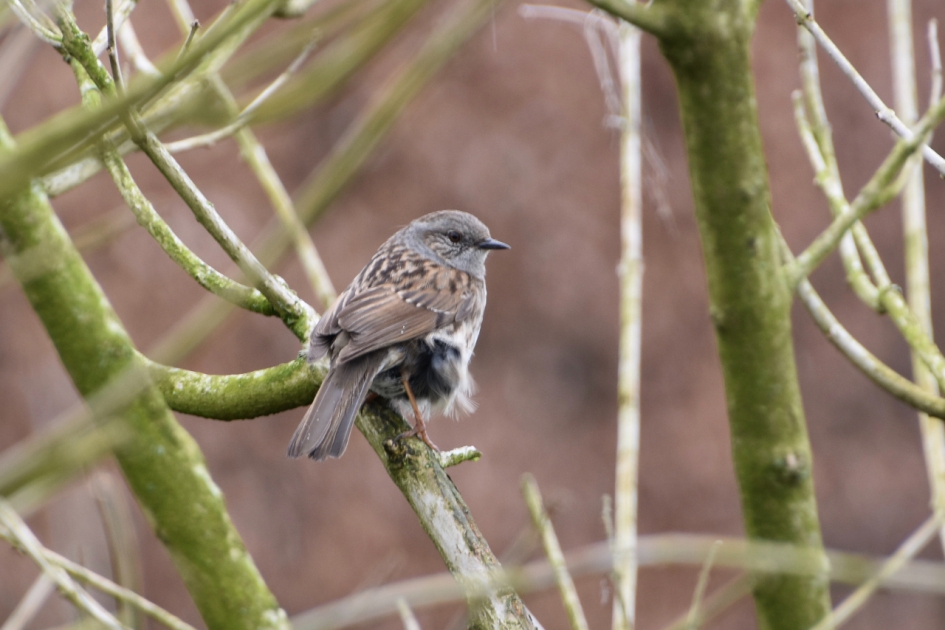 Heggenmus - Vogels - 