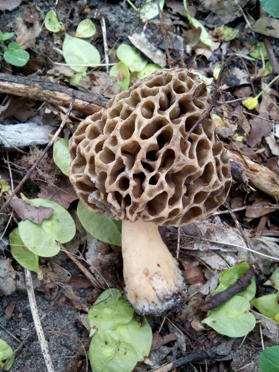 (hersenkronkel?)morielje - Schimmels - (hersenkronkel?)morielje