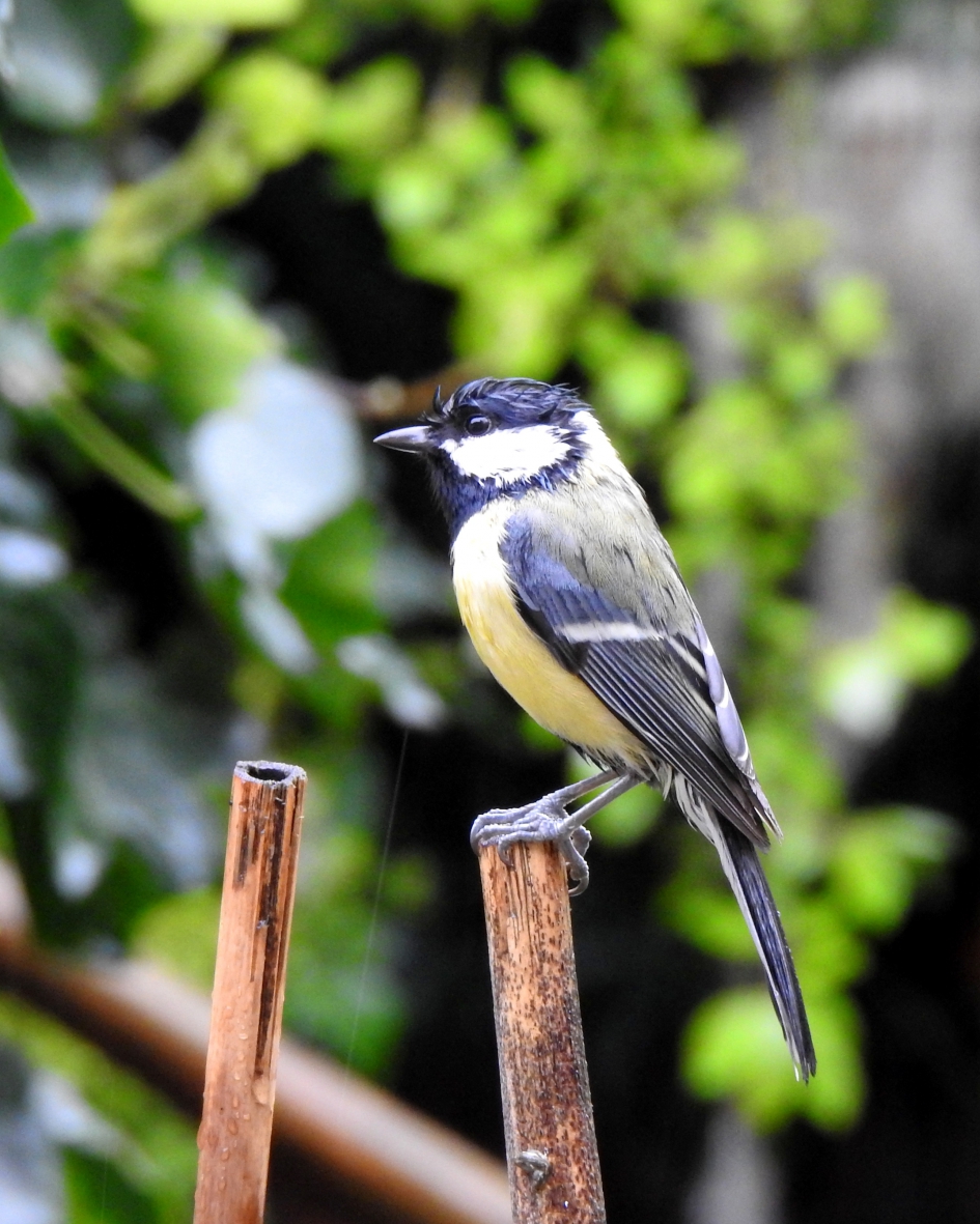 Het is nat, brrrr - Vogels - Koolmees