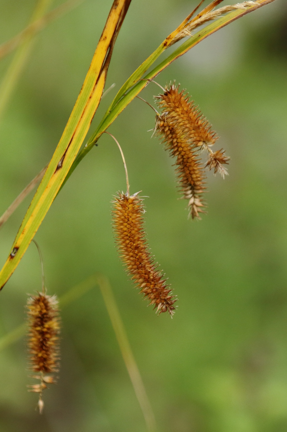 hoge cyperzegge - Planten - 