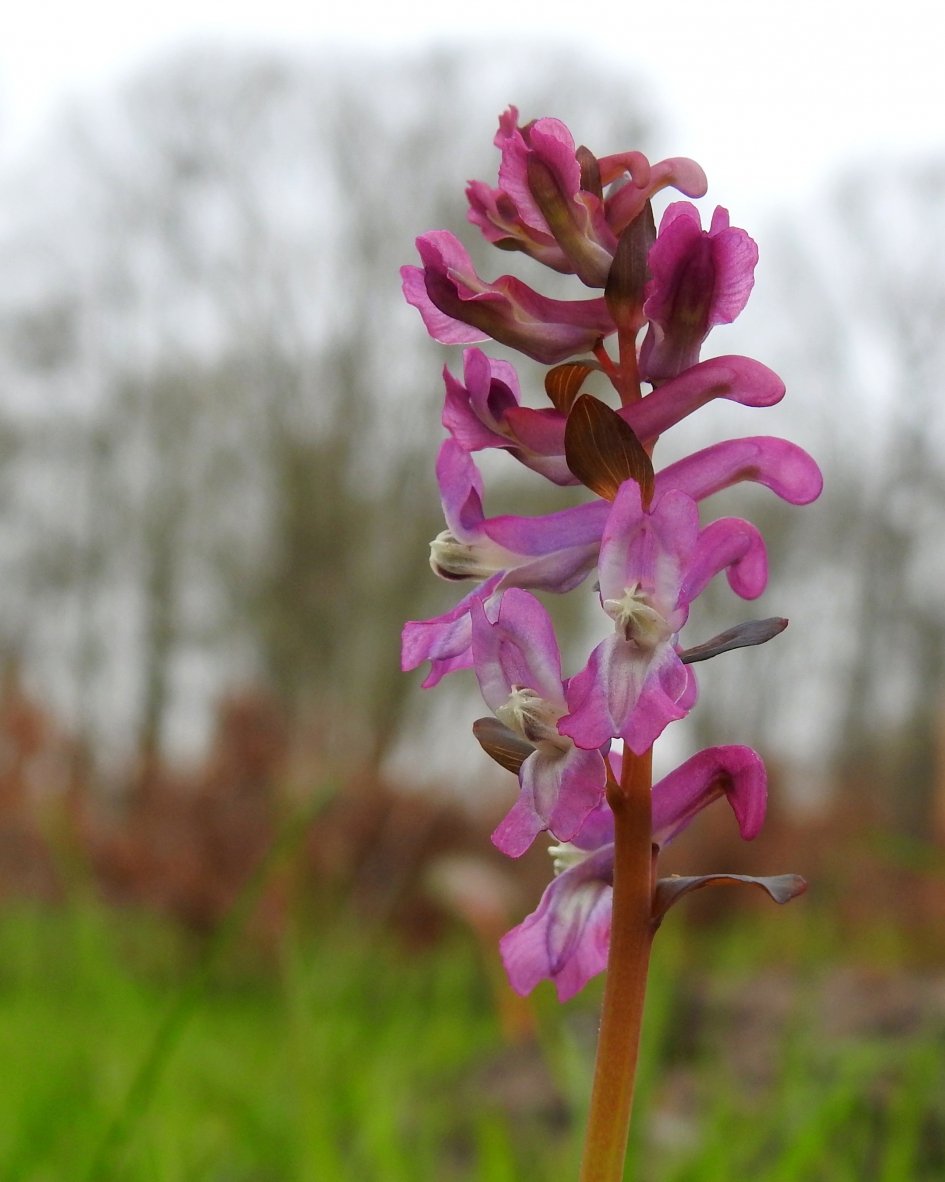 Holwortel - Planten - Holwortel