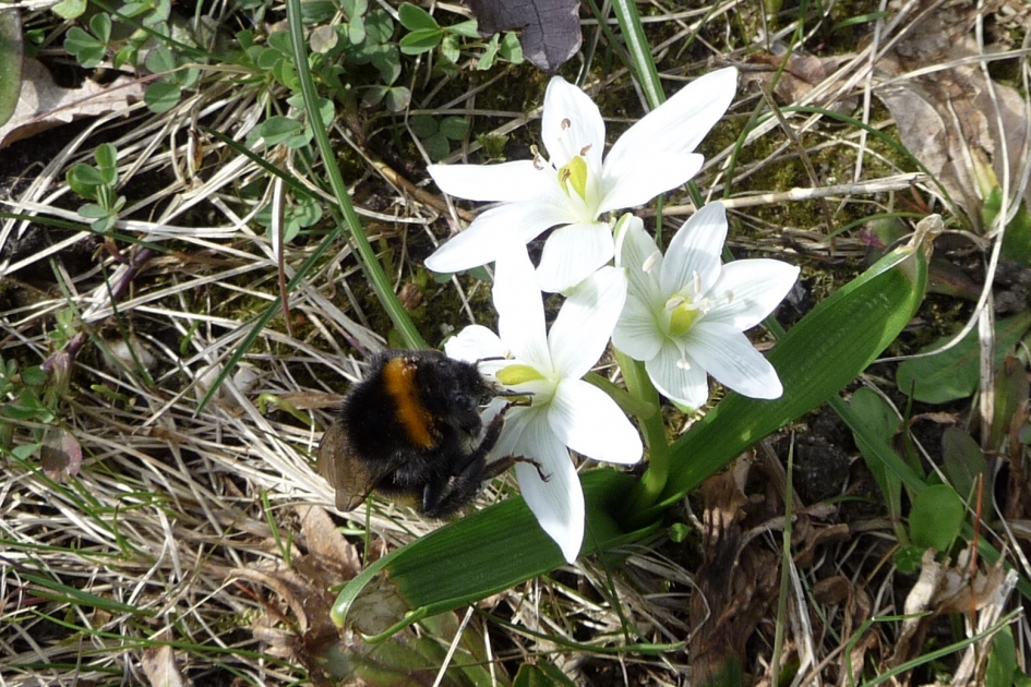 Hommel op vogelmelk - Planten - 