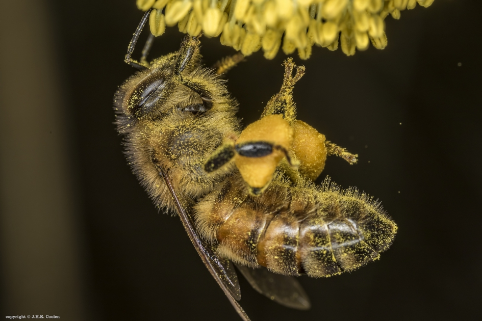 Honingbij - Geleedpotigen - Honingbij