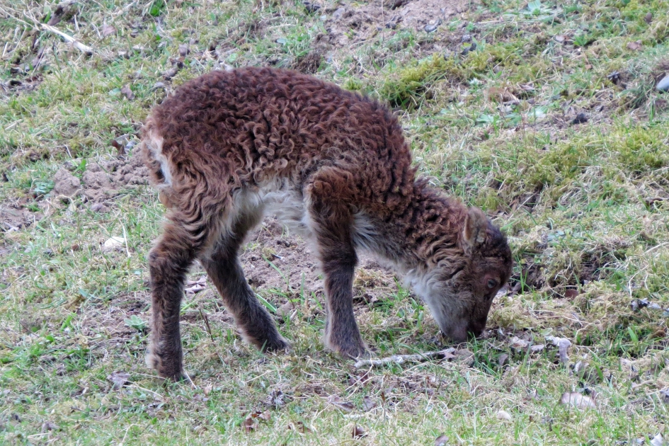 Hoog op de pootjes - Zoogdieren - 