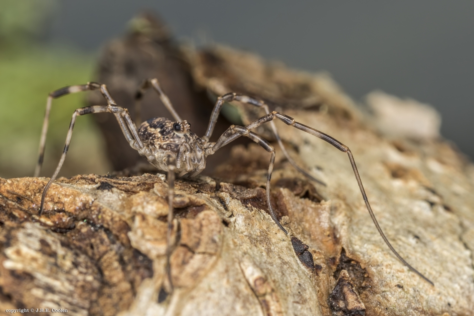 Hooiwagen - Geleedpotigen - Hooiwagen