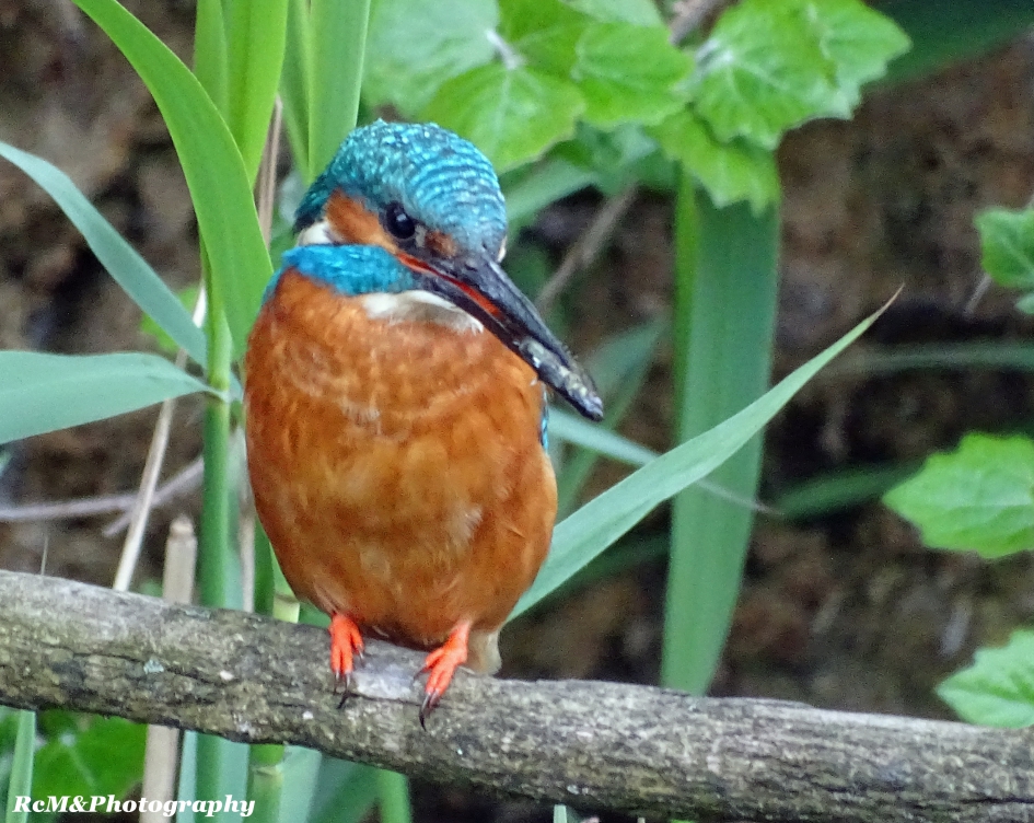 IJsvogel. - Vogels - IJsvogel.