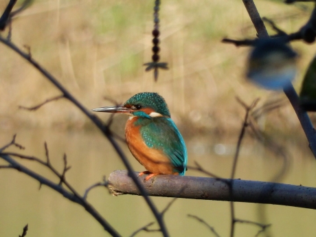 ijsvogel in de nawinter