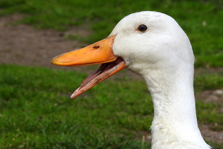 Ik ben vandaag zo vrolijk...zo vrolijk.... - Vogels - Eend