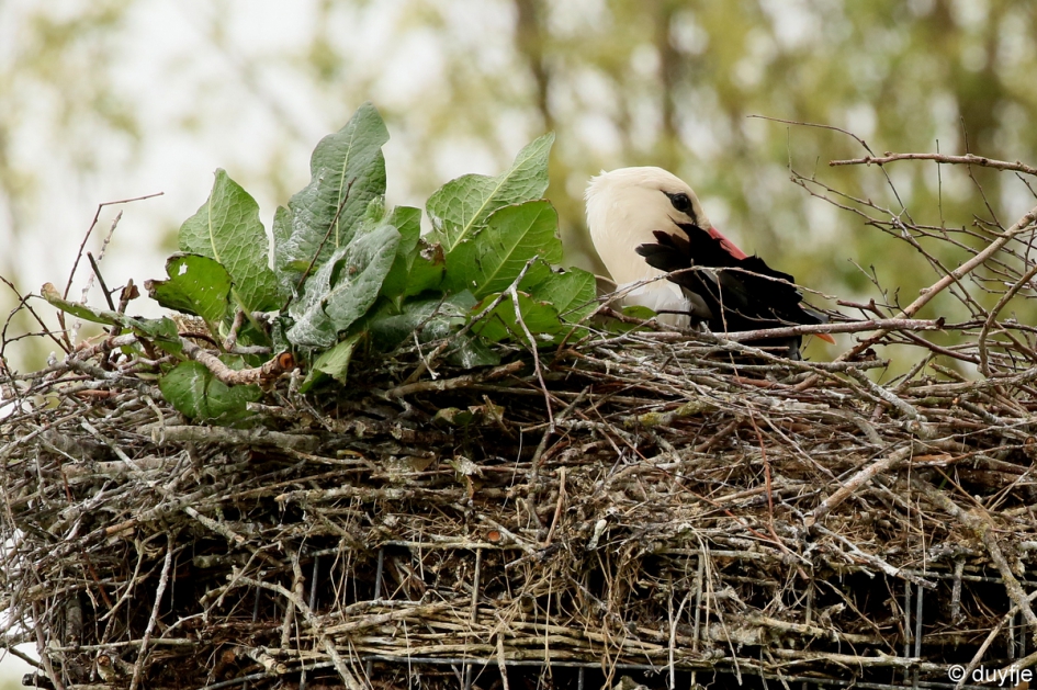 Ik heb een huis met een tuintje.. - Vogels - Ooievaar