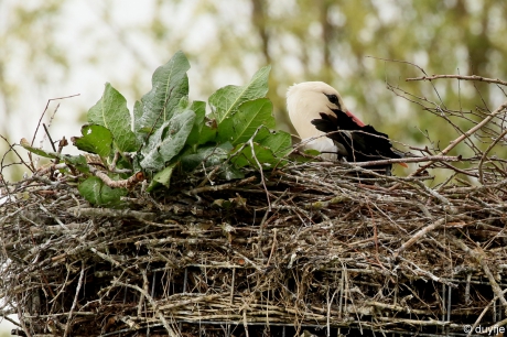 Ik heb een huis met een tuintje..
