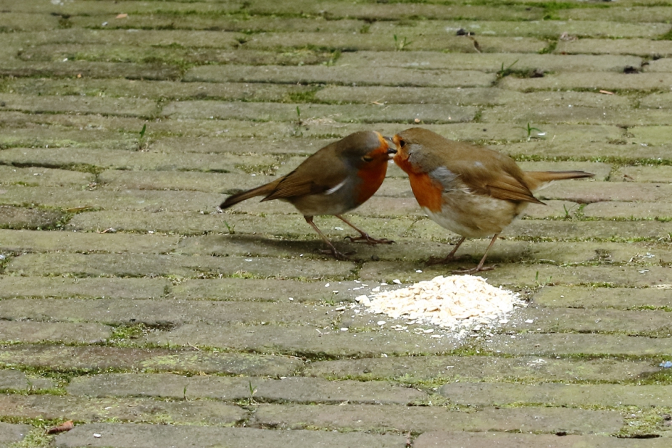 Ik heb je lief en trakteer je - Vogels - 