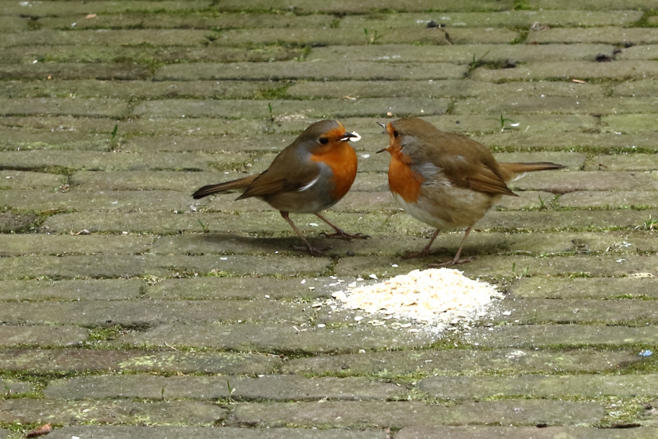 Ik heb je lief en trakteer je - Vogels - 