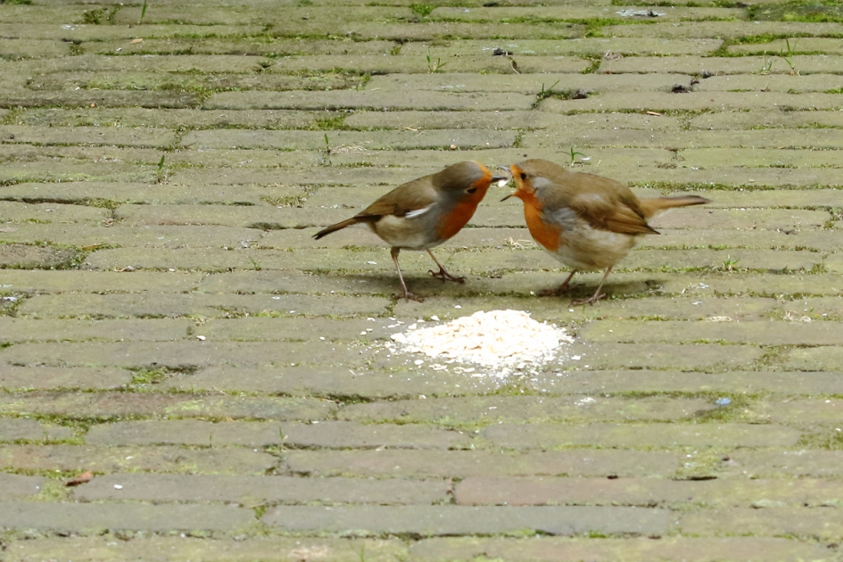 Ik heb je lief en trakteer je - Vogels - 