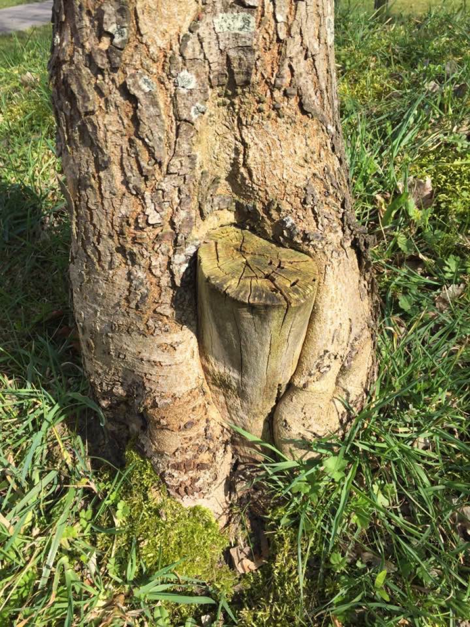 Ik omarm je voor de mij verleende steun toen ik jong en zwak was. - Planten - Meidoorn