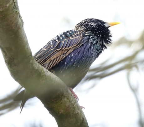 Imitator in prachtkleed