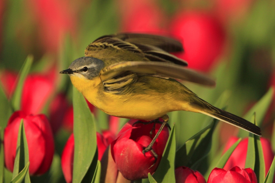 In beweging ... - Vogels - Gele kwikstaart