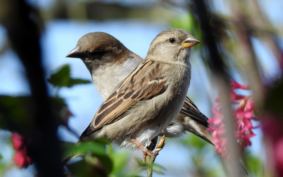 In de Ribes - Vogels - Huismus
