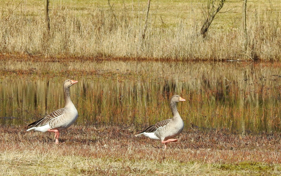 In ganzenpas - Vogels - Grauwe gans