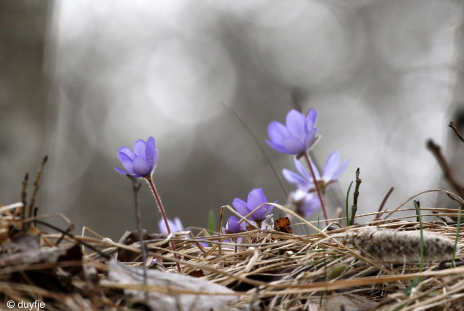 In het bos - Planten - Leverbloemen