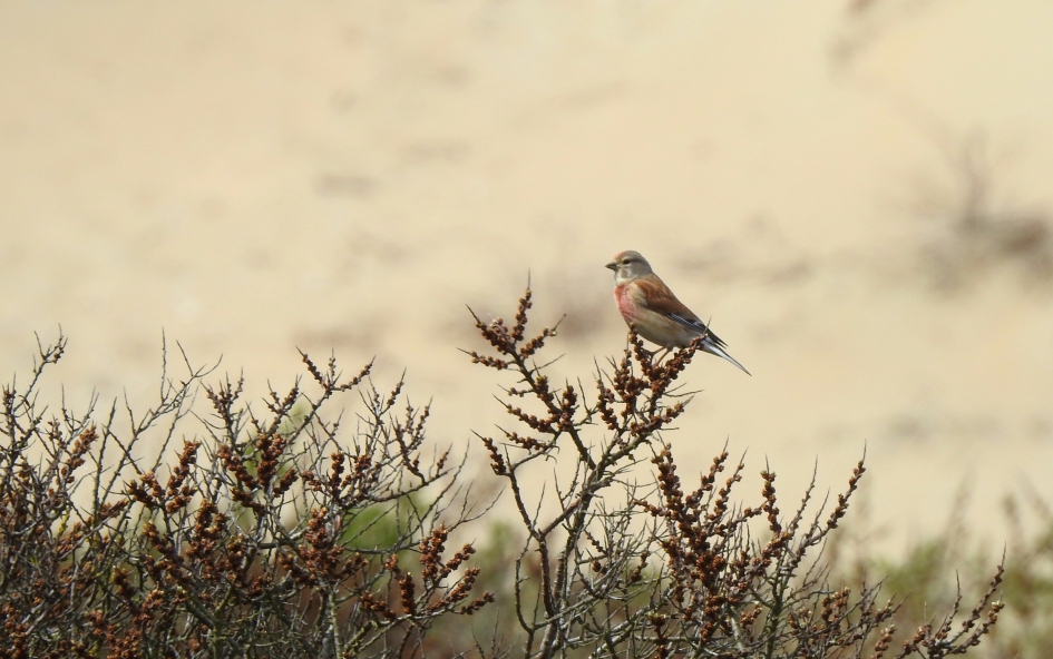 In het duin - Vogels - Kneu