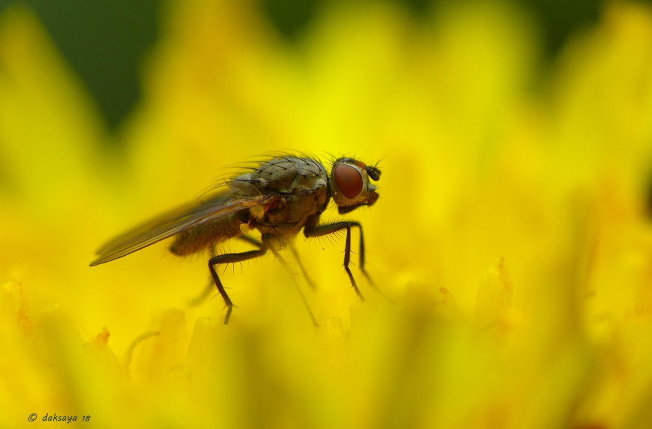 In vuur en vlam - Geleedpotigen - 