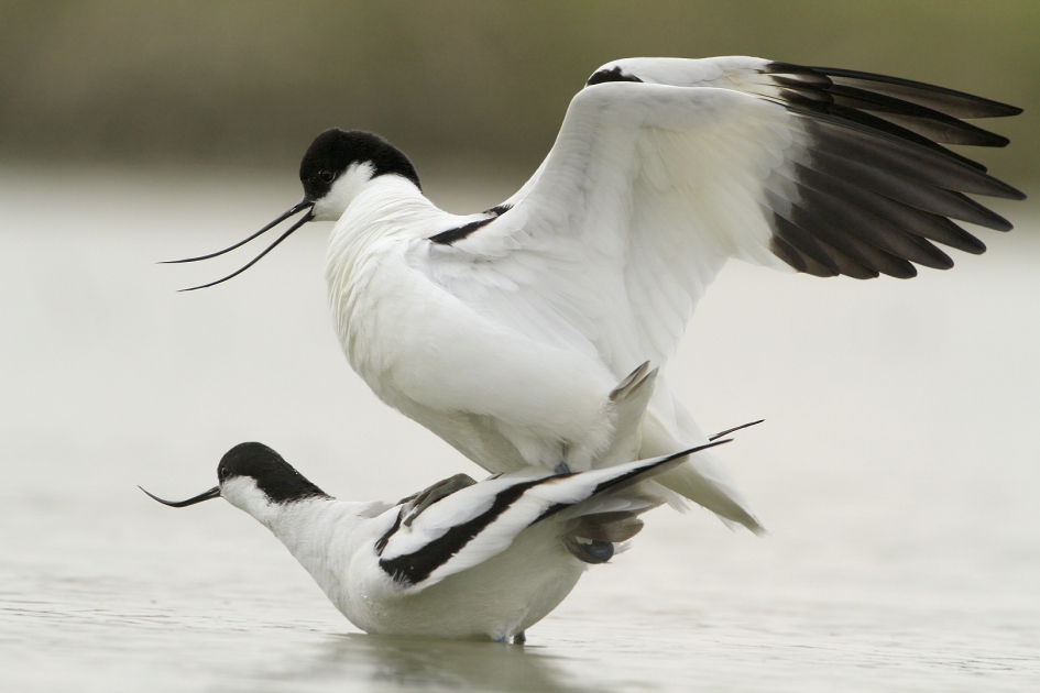 Intimiteiten ... - Vogels - Kluut