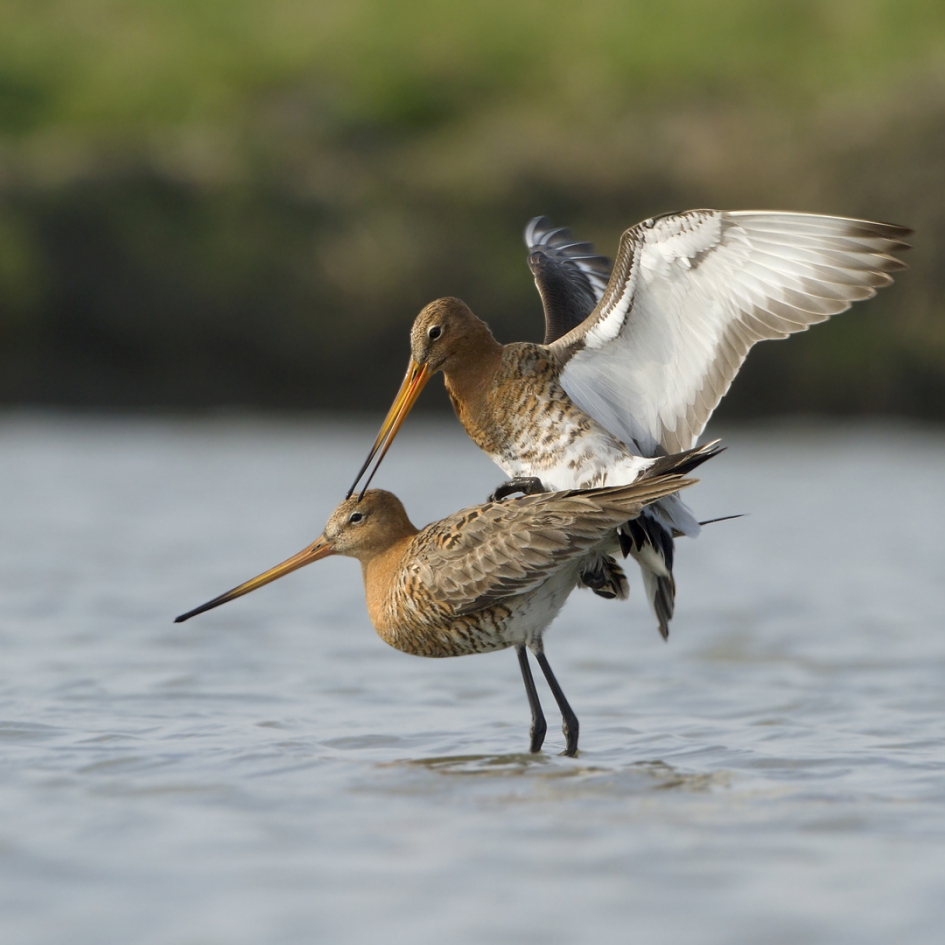 Intimiteiten III - Vogels - Grutto