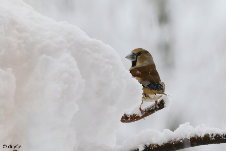 Is hier wat te eten? - Vogels - Appelvink