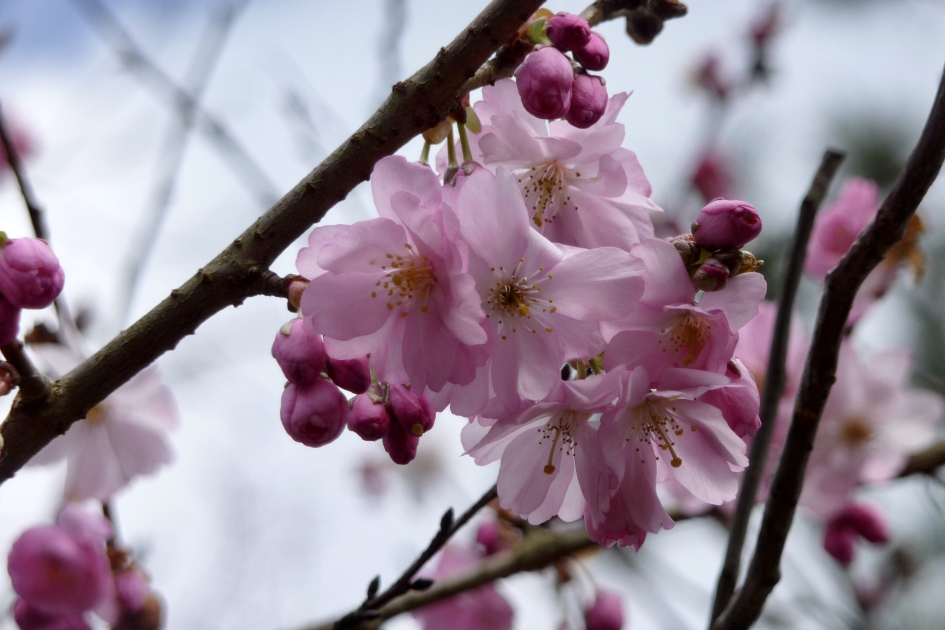 Japanse kers - Planten - 