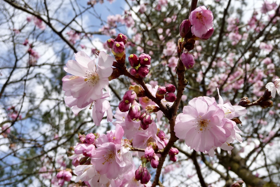 Japanse kers - Planten - 