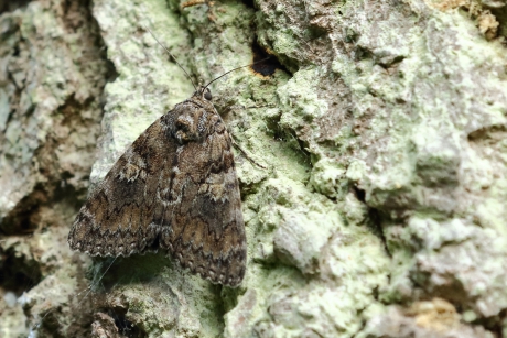 Karmozijnrood weeskind